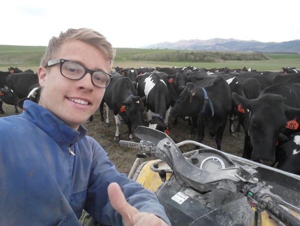 aifs-farmwork-neuseeland-person-kuehe-tiere