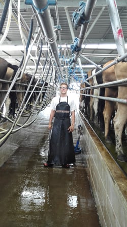 aifs-farmwork-person-kuehe-tiere-stall