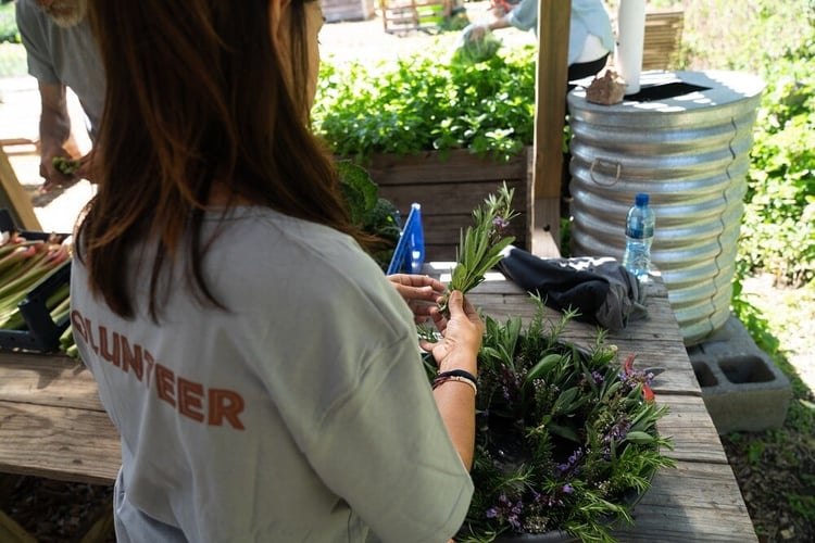 Urban Farming in Südafrika mit AIFS