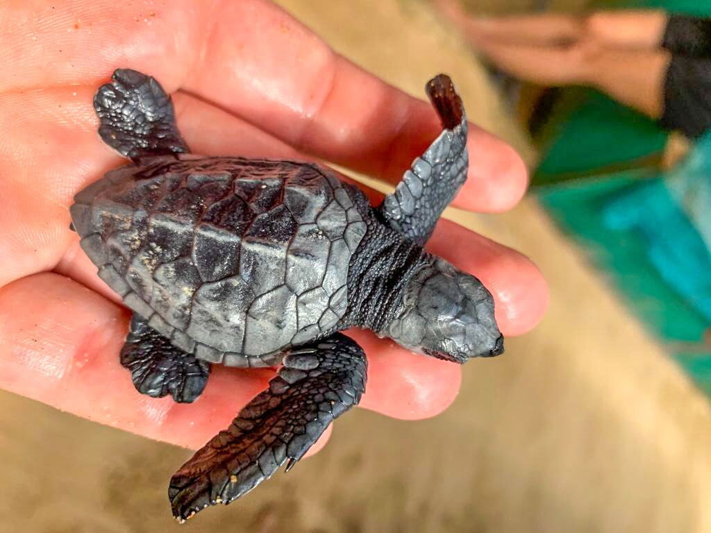 aifs-freiwilligenarbeit-adventure-trips-sri-lanka-turtle-week-babyschildkröte-hand
