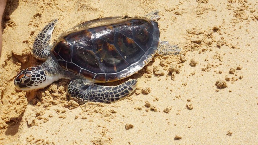 aifs-freiwilligenarbeit-adventure-trips-sri-lanka-turtle-week-schildkröte-sand