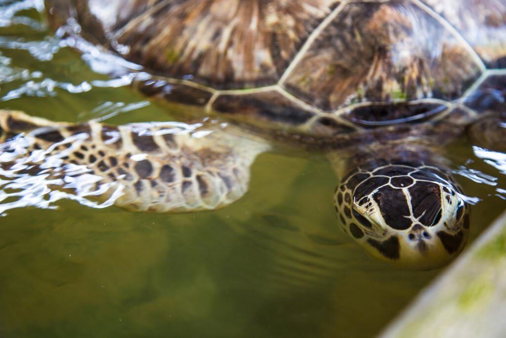 aifs-freiwilligenarbeit-adventure-trips-sri-lanka-turtle-week-schildkröte