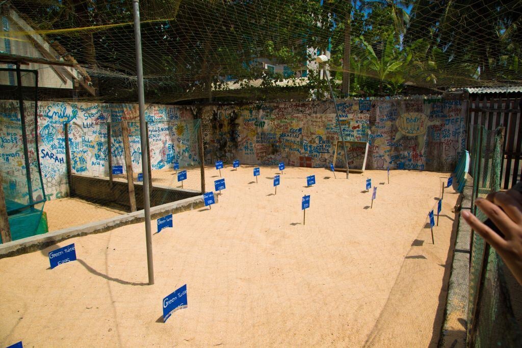 aifs-freiwilligenarbeit-adventure-trips-sri-lanka-turtle-week-schildkröten-eier