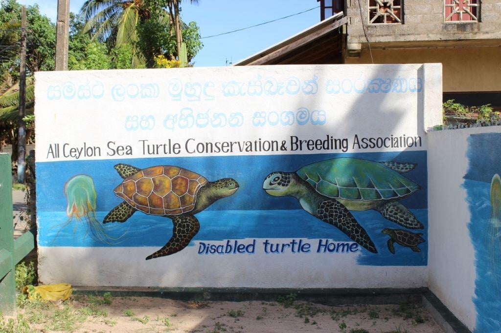 aifs-freiwilligenarbeit-adventure-trips-sri-lanka-turtle-week-wandbemalung