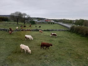 aifs-freiwilligenarbeit-irland-erfahrungen-pia-kühe