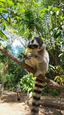 aifs-freiwilligenarbeit-madagaskar-lemurenschutzstation-ugc-merlem-lemur-essen
