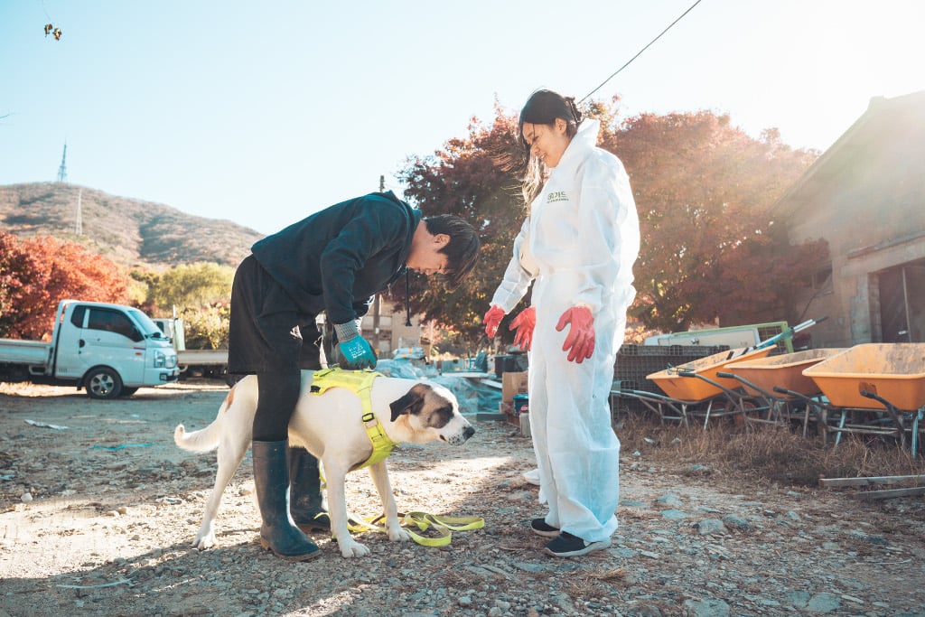 Entdecke Korea mit AIFS: Freiwilligenprojekt Animal Care in Seoul. Hilf Hunden mit Volunteers. Eine bereichernde Erfahrung für Tierliebhaber und engagierte Personen. 