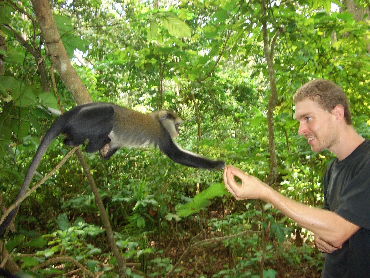 aifs-ghana-freiwilligenarbeit-affenprojekt-tier-affe-person-1