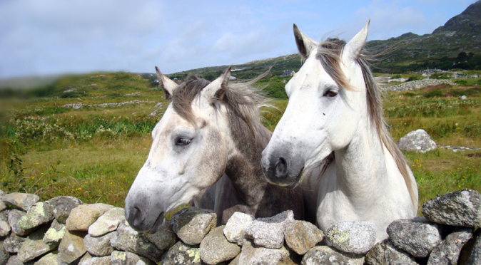 Chiaras Erfahrungen bei Ranchwork in Irland mit AIFS