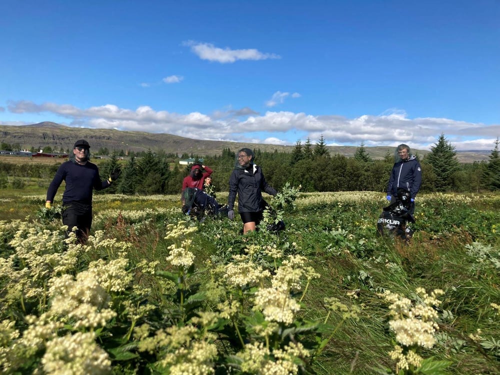 aifs-island-freiwilligenarbeit-organic-farming-personen-feld