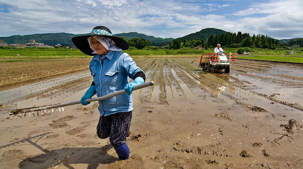 aifs-japan-farmwork-and-travel-fekd-personen-arbeit