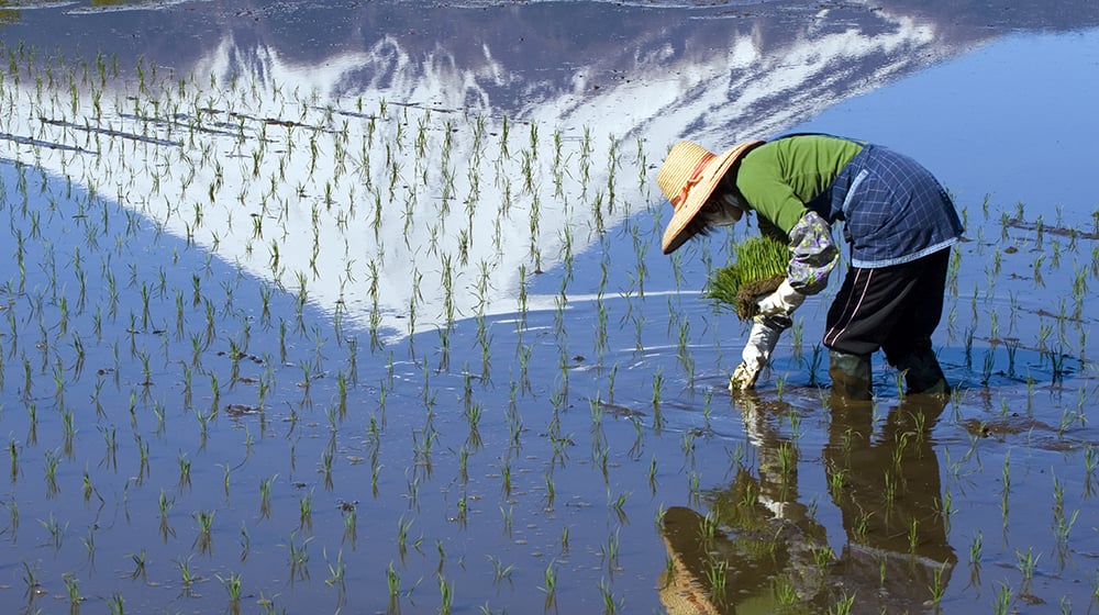 aifs-japan-farmwork-and-travel-person-feld-arbeit