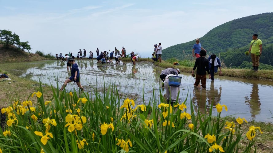 aifs-japan-freiwilligenarbeit-community-work-naturschutz-personen-landschaft-wasser-ernte