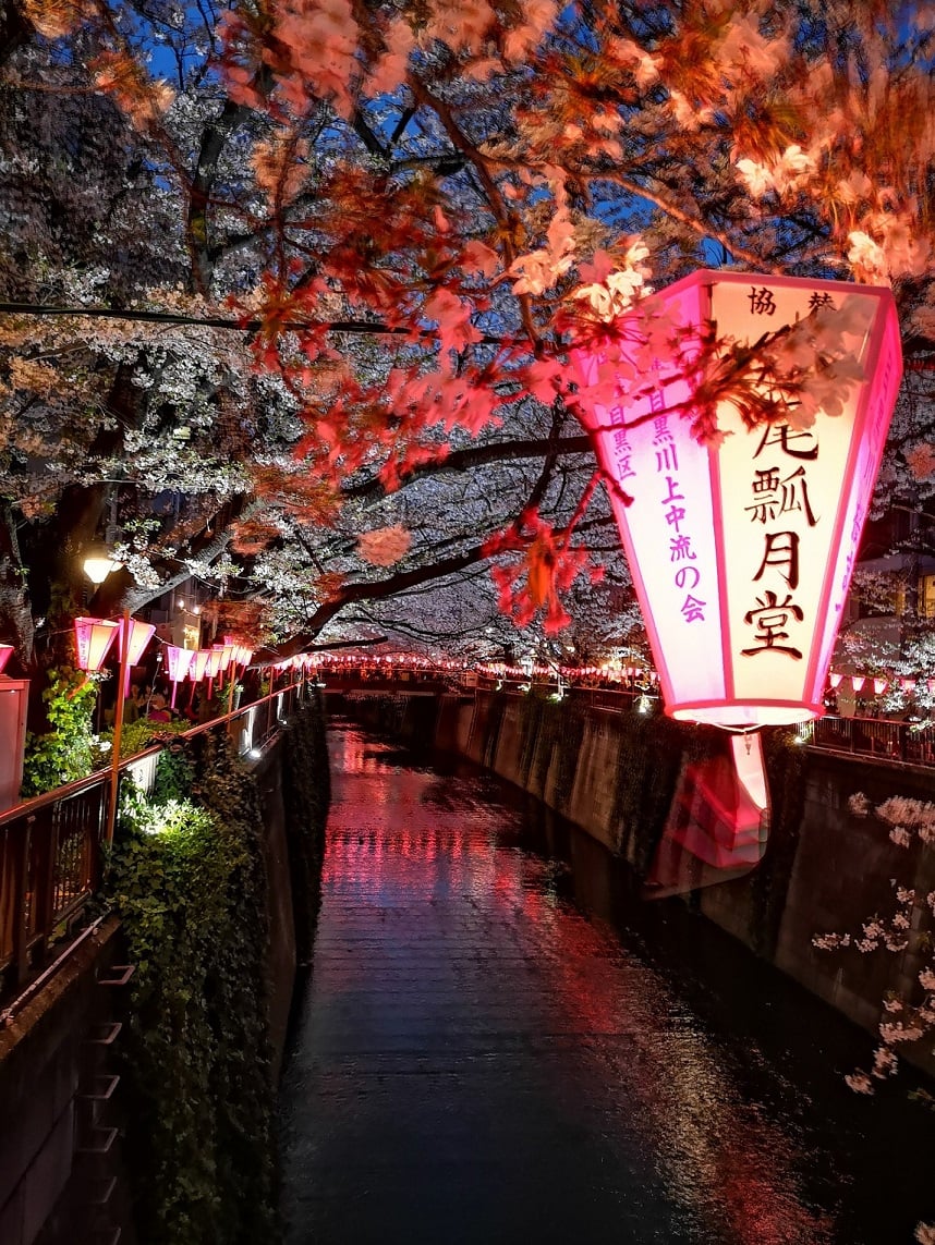 aifs-japan-tokyo-lampen-kischblüten-fluss