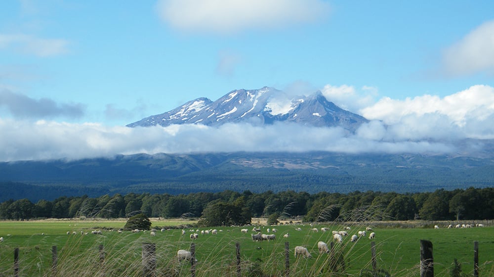 aifs-neuseeland-farmwork-berg-landschaft-schafe