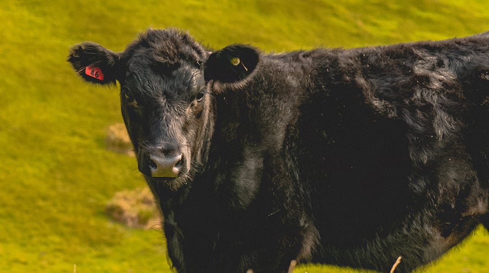 aifs-neuseeland-farmwork-kuh