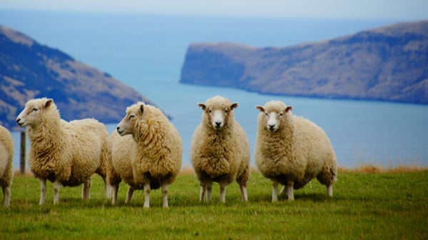 aifs-neuseeland-farmwork-schafe-berg-see-1
