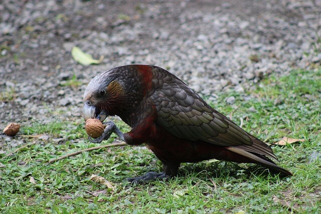 aifs-neuseeland-kaka-pixabay-zebe_nz