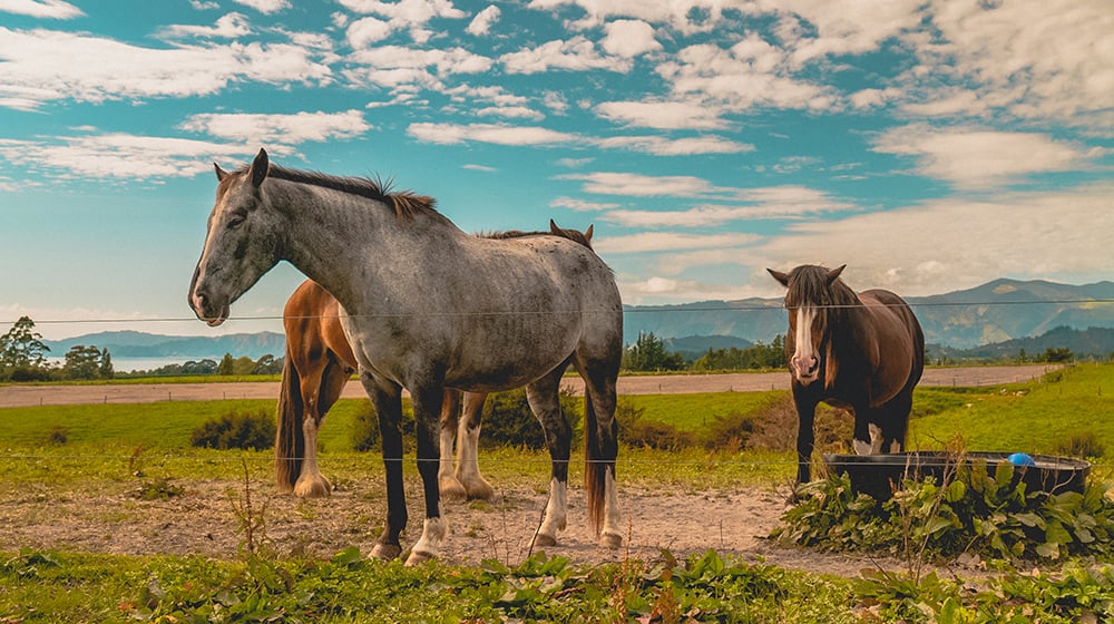 Erfahrungen Ranchwork in Neuseeland mit AIFS