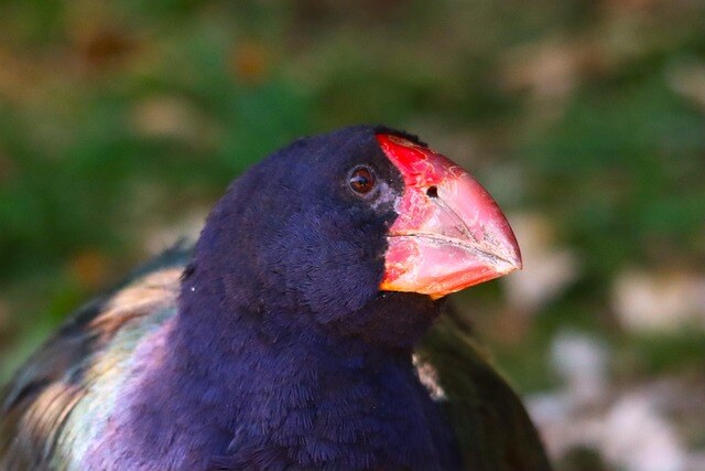 aifs-neuseeland-takahe-pixabay-Nel_Botha