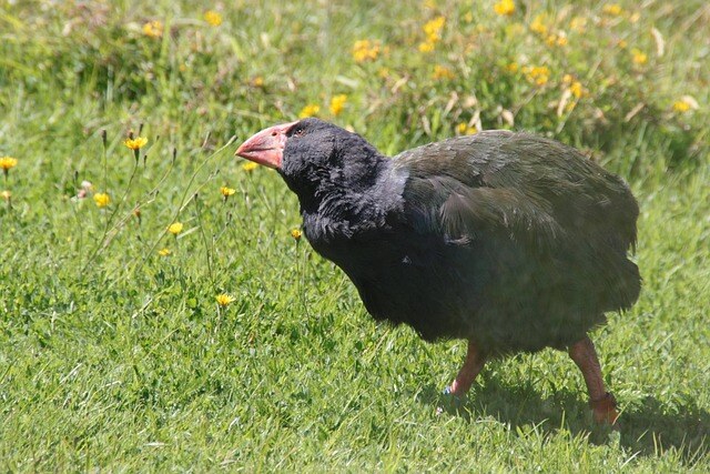 aifs-neuseeland-takahe-pixabay-Violet_Kitty