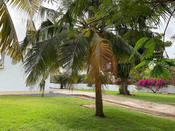 aifs-reiwilligenarbeit-ghana-unterkunft-garten-palme