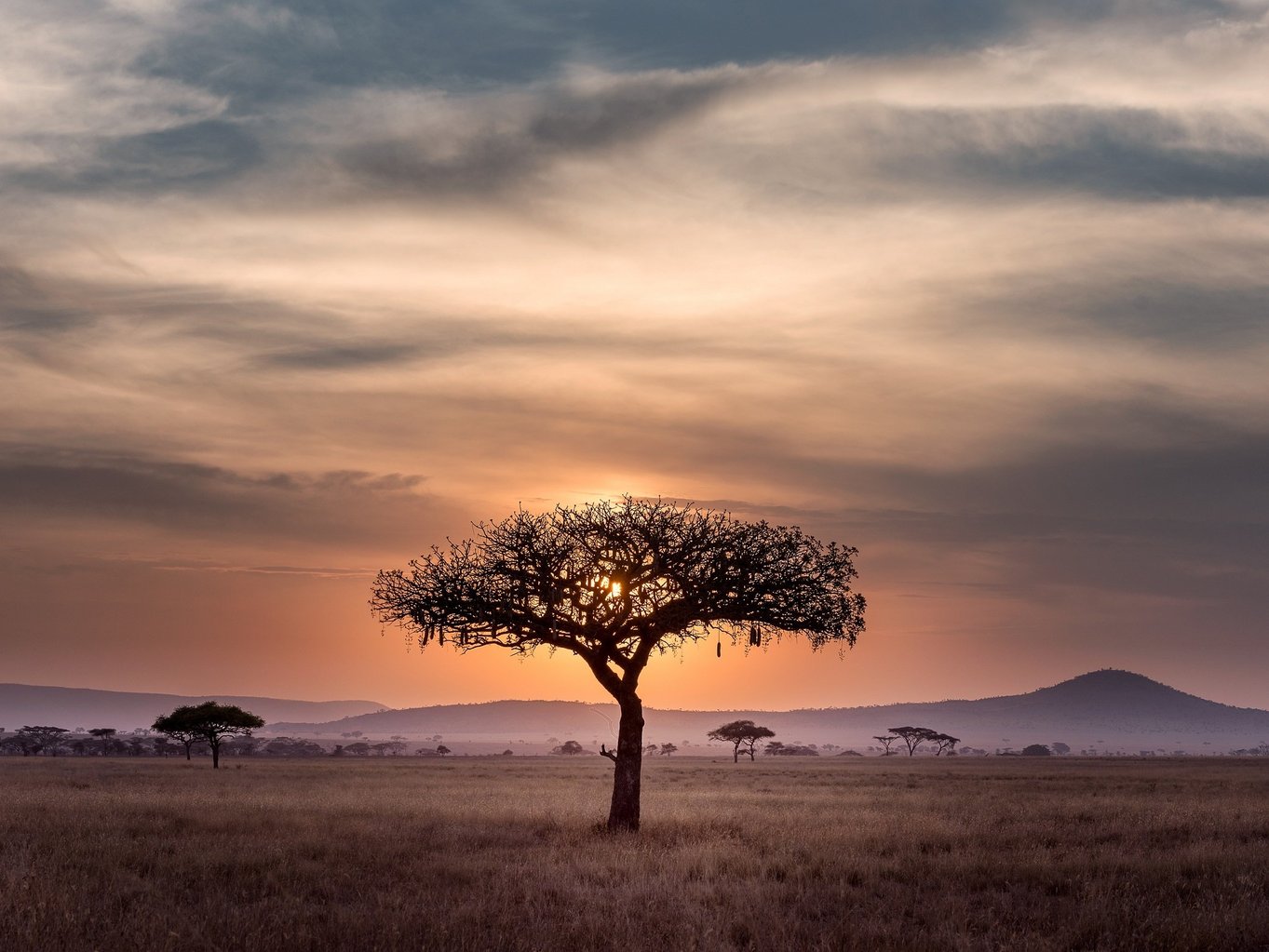 aifs-südafrika-baum