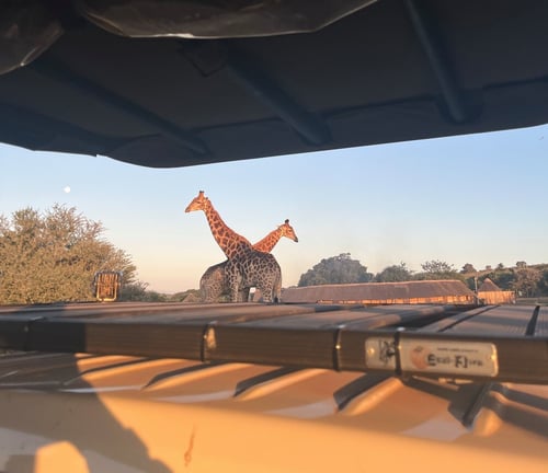 aifs-südafrika-freiwilligenarbeit-big5-wildlife-giraffe-ugc-mascha