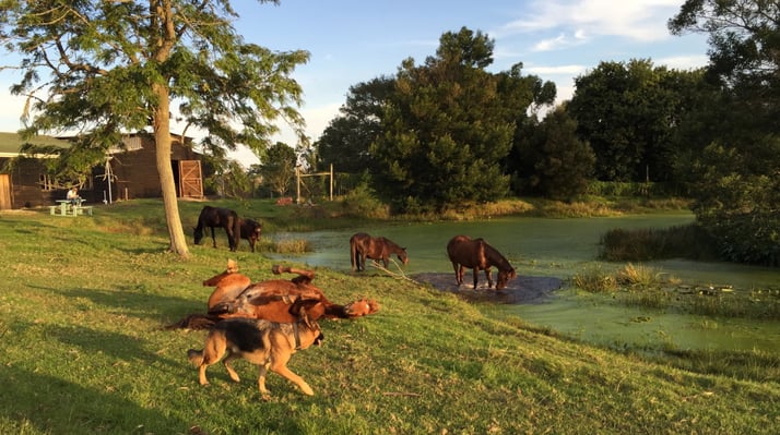 aifs-südafrika-ranchwork-pferde-hunde-weide