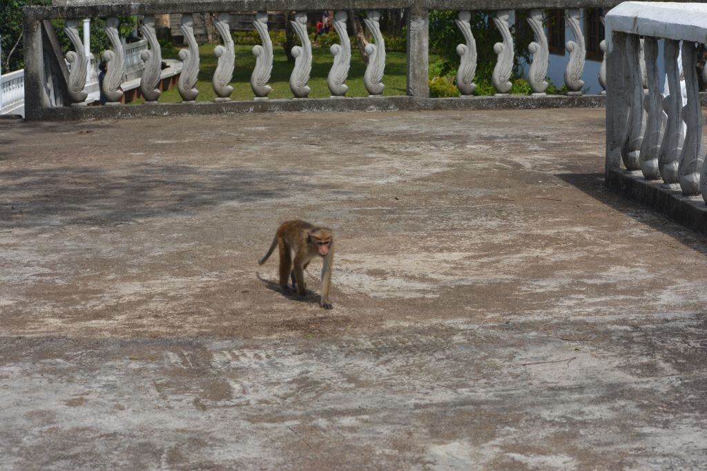 aifs-sri-lanka-trekking-week-partner-fotos-freiwilligenarbeit-adventure-trips-affe