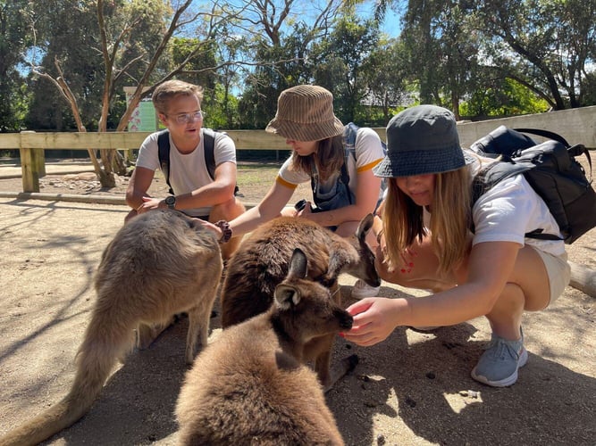 Wildlife Park beim Studium mit AIFS in Australien entdecken