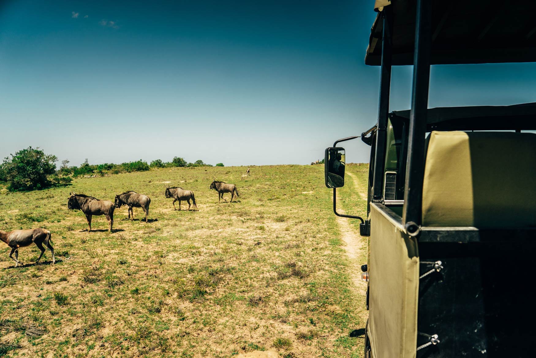 aifs-suedafrika-freiwilligenprojekt-Big-5-Wildlife-Reservat-volunteers-auto-tiere