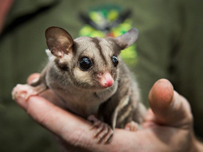 freiwilligenarbeit-australien-partnerfotos-rainforeststation-partnerfotos-Sugar-Glider