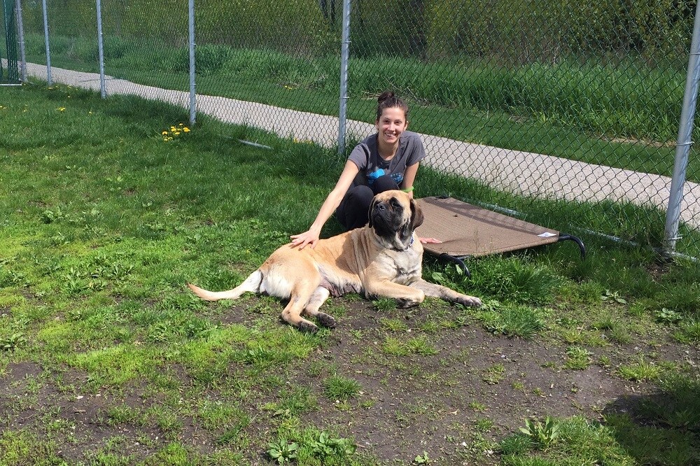 freiwilligenarbeit-kanada-domestic-animals-animal-shelter-hund-person