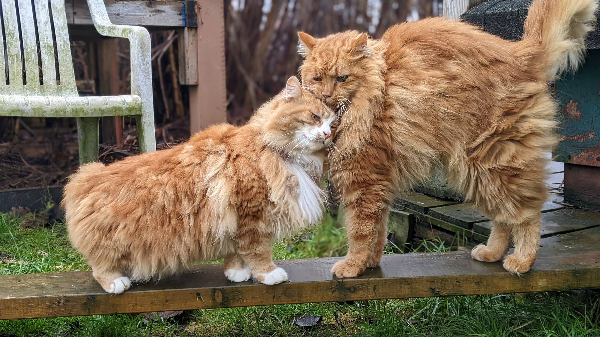 freiwilligenarbeit-kanada-domestic-animals-cat-rescue-katzen-raps