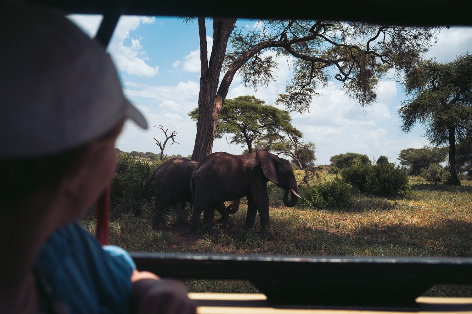 AIFS Adventure Trips Tansania Safari Person Elefant
