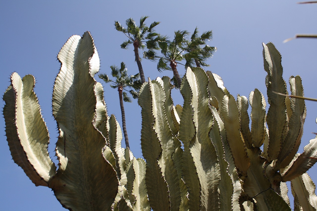 Schüleraustausch in San Diego
