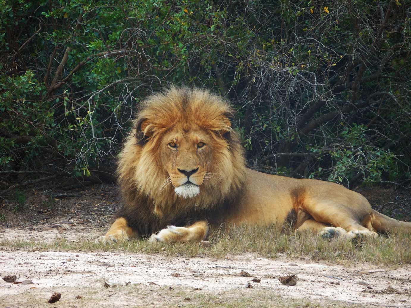 AIFS-freiwilligenarbeit-südafrika-big-5-wildlife-reservat-löwe