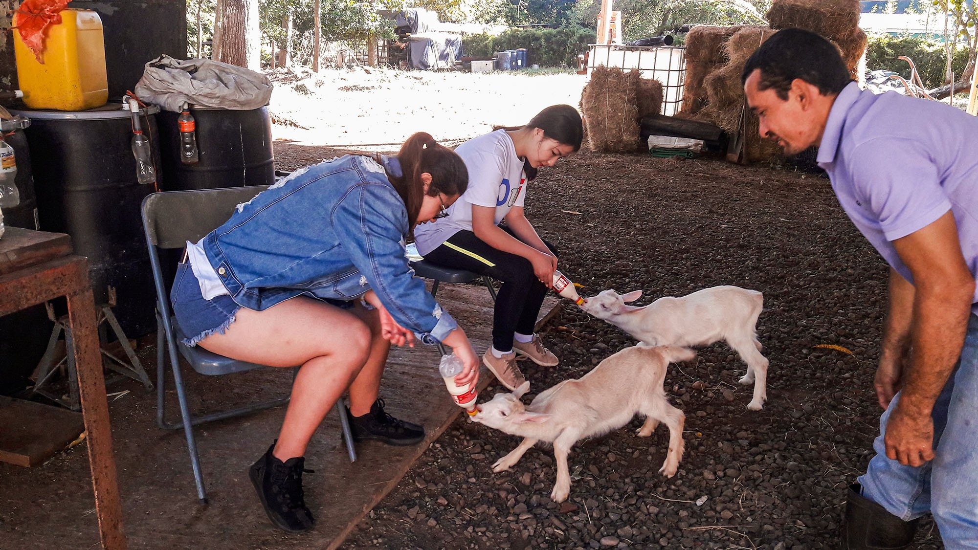 AIFS-Farmwork-Costa Rica-Hand feeding baby goats AIFS-Farmwork-Costa Rica-Hand feeding baby goats