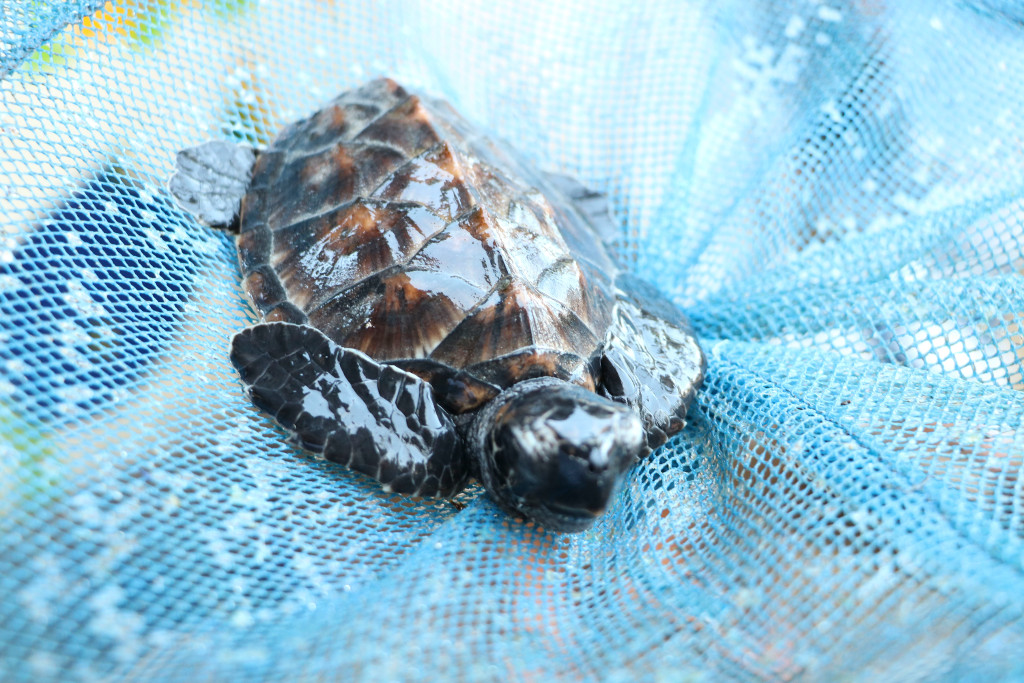 aifs-freiwilligenarbeit-bali-turtle-week-schildkroete