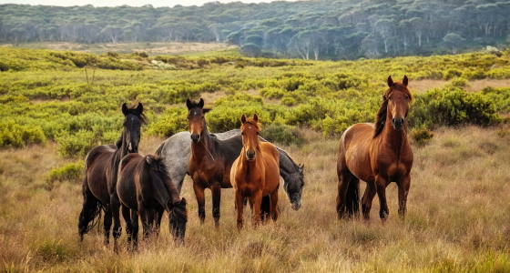 Ranchwork and Travel in Südafrika mit AIFS