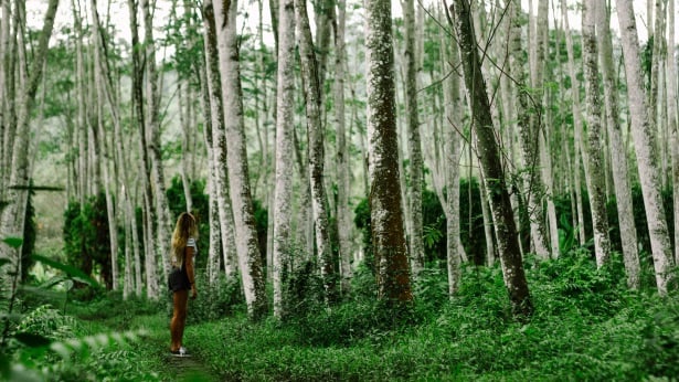 AIFS Adventure Trips Bali: Durchstreife den Dschungel – Erlebe mit AIFS intensiv und authentisch die faszinierende Natur Balis