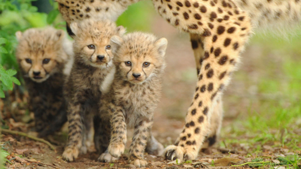 aifs-eswatini-safari-jungtiere