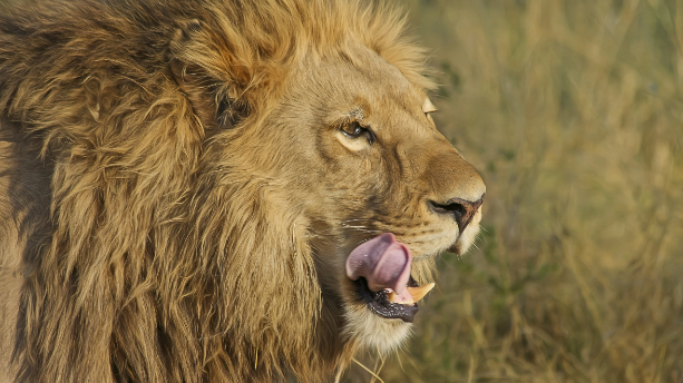 aifs-eswatini-safari-löwe