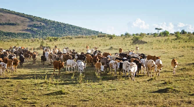 aifs-südafrika-allgemein-tiere-program-carousel-668x1000